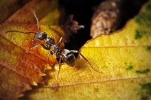 Ants Can Sniff Out Cancer