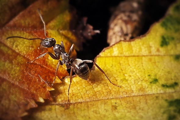 Ants Can Sniff Out Cancer