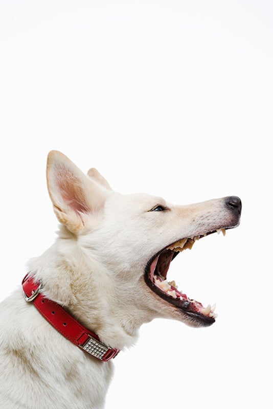 what frequency will stop a dog from barking