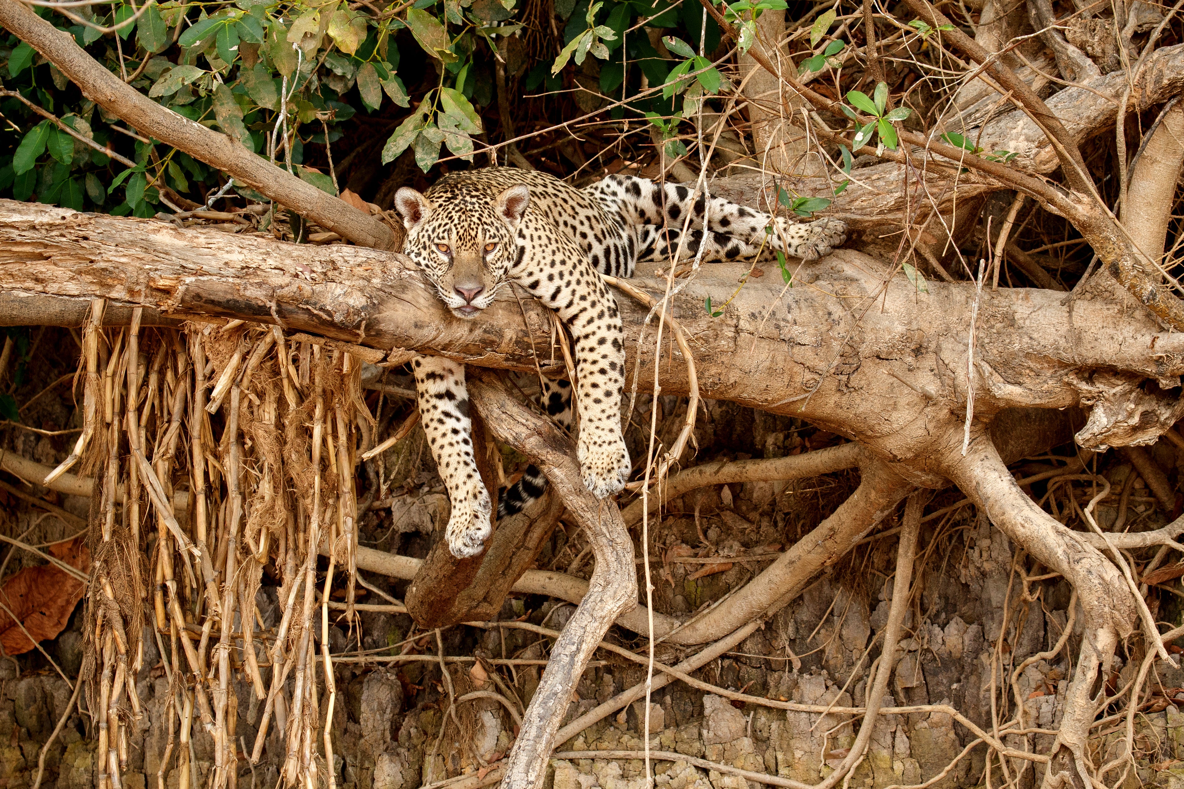 Hunting, deforestation, and fire threaten jaguars in the  Rainforest