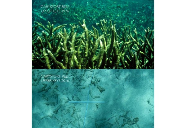 staghorn corals