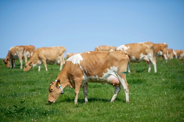 A herd of spotted cows in a green field under clear blue skies