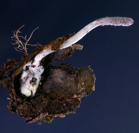 A purple stalk of fungus emerges from the burrow of a trapdoor spider.