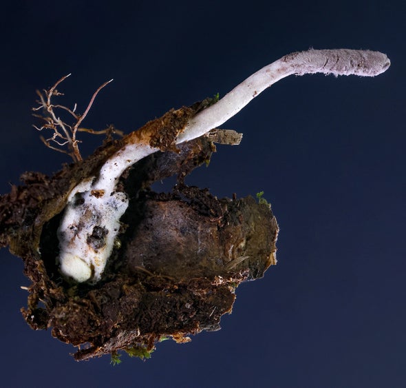 How Zombifying Fungi Became Master Manipulators