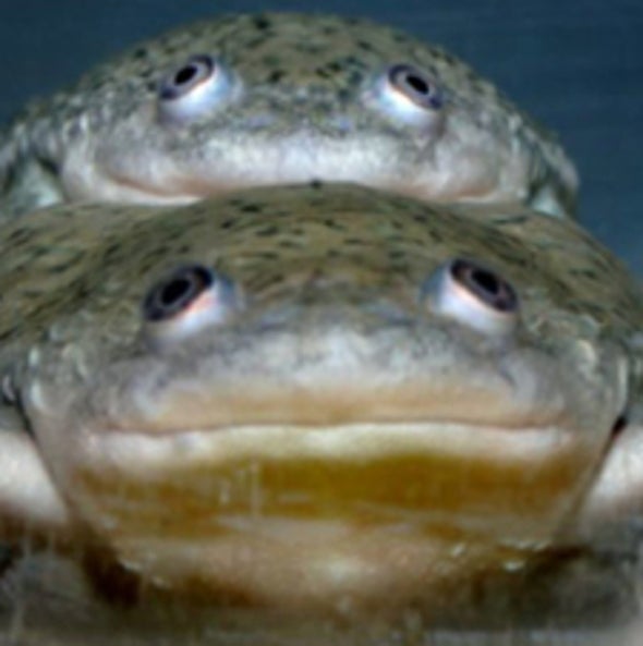 A Common Herbicide Turns Some Male Frogs into Females