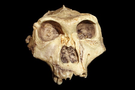 Replica of a skull of Paranthropus robustus, a cousin of humanity's ancient ancestors.