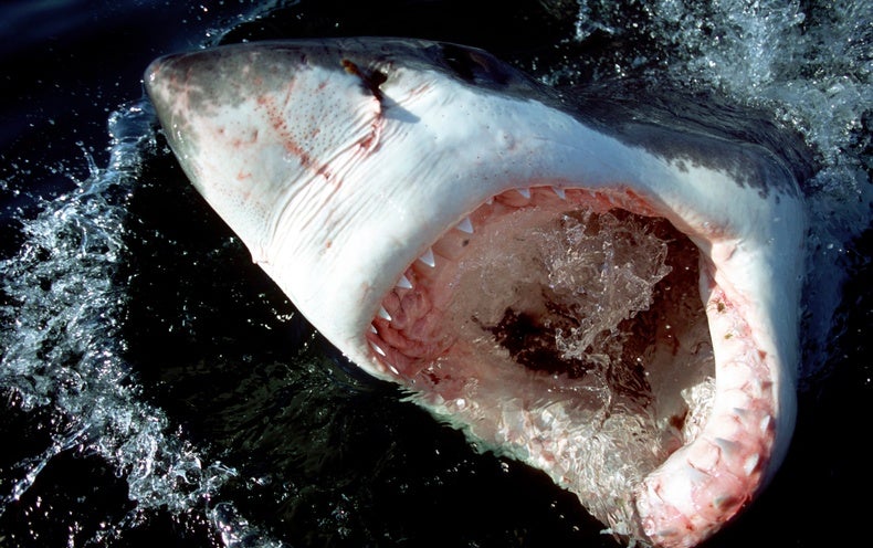 Young Great White Sharks Eat off the Floor News and Research