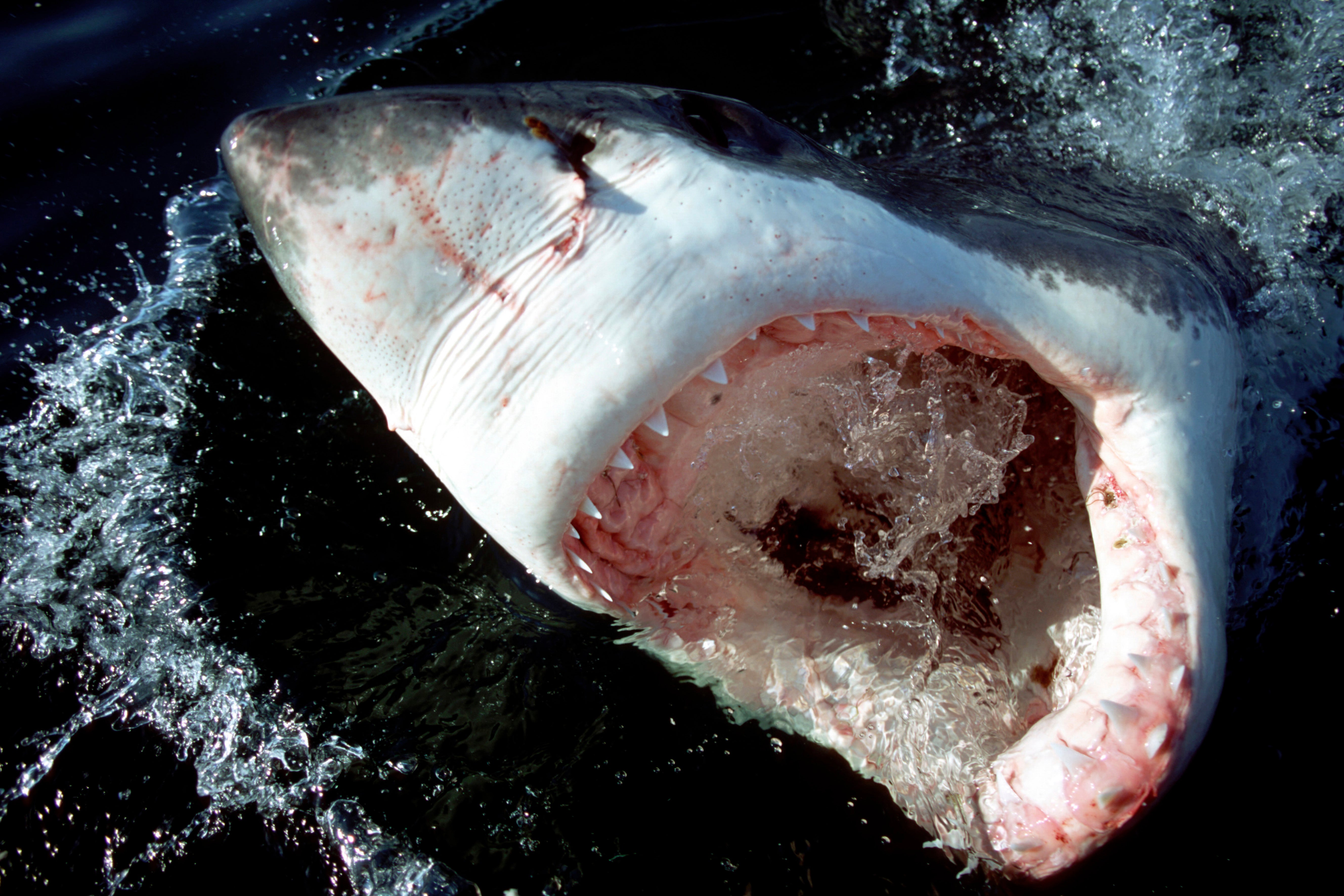 Young Great White Sharks Eat Off the Floor