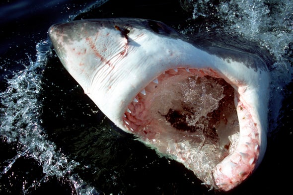 Young Great White Sharks Eat off the Floor