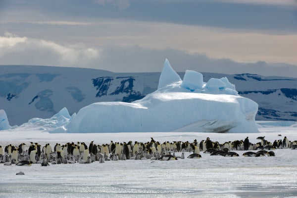 Emperor Penguin Colony in front of Ice