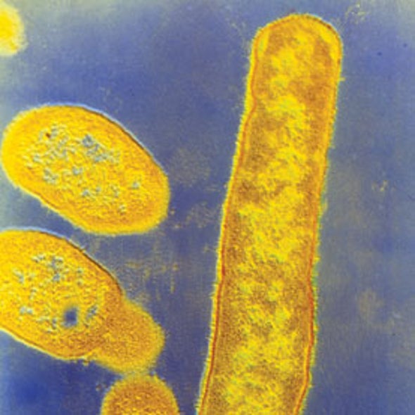 Gut Microbes May Drive Evolution