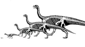 Some Dinosaurs May Have Wagged Their Tail to Help Them Run