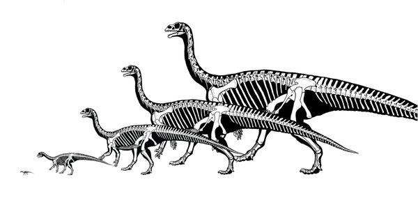Five silhouettes of dinosaurs from a small baby to an adult