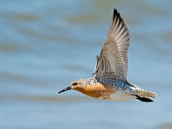 What's Killing the World's Shorebirds?