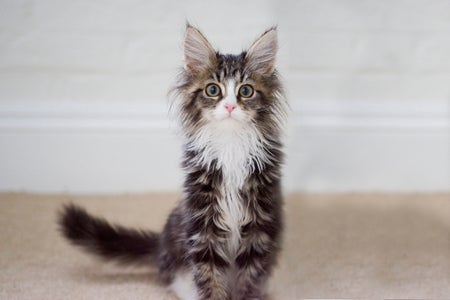 Maine coon kitten.