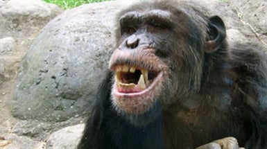 chimpanzee vs human fight