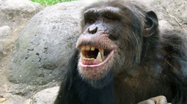 Why would a chimpanzee attack a human? - Scientific American