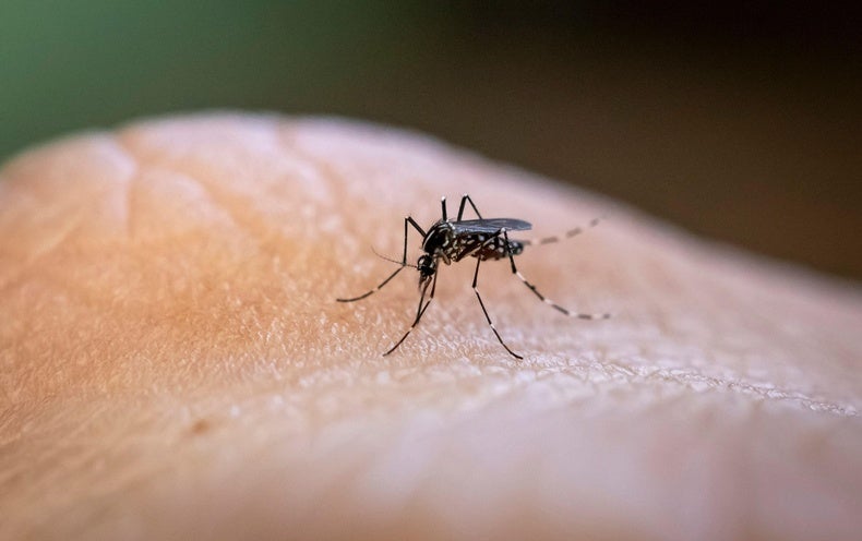 Mosquitoes Carry Nasty Diseases. Here’s How to Protect Yourself