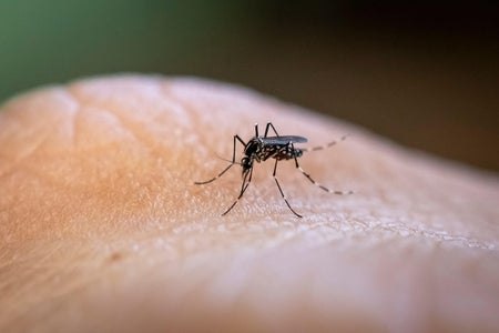 Mosquito biting human skin