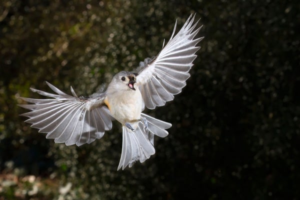 The white-and-grey bird flutters in the air.
