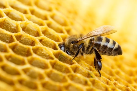 Working bee on honeycomb