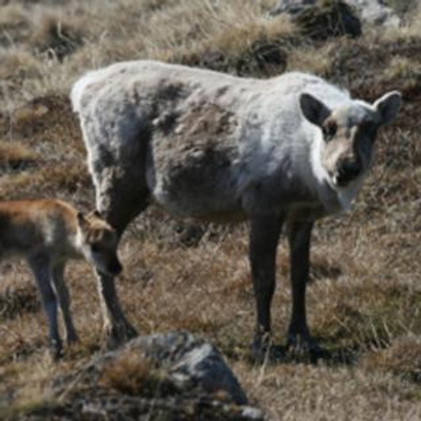 The Climate's Warm Future Is Now in the Arctic