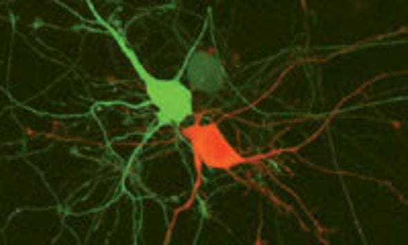 Three-Color Coral Protein Helps Track Cells' Movements