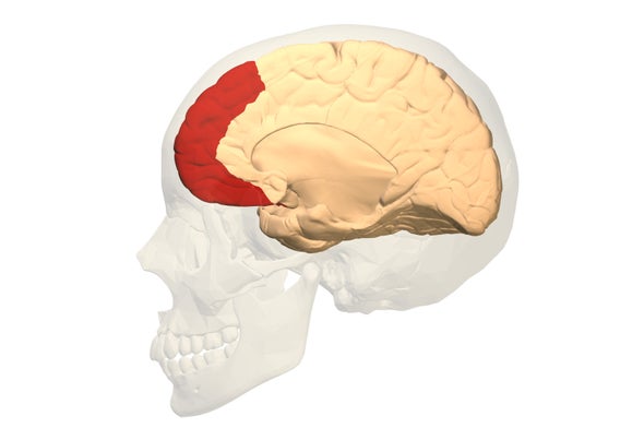 Autism Brain Circuit That Controls >> Does The Immune System Have A Role In Battling Autism Scientific Autism Brain Circuit That Controls >> Does The Immune System Have A Role In Battling Autism Scientific