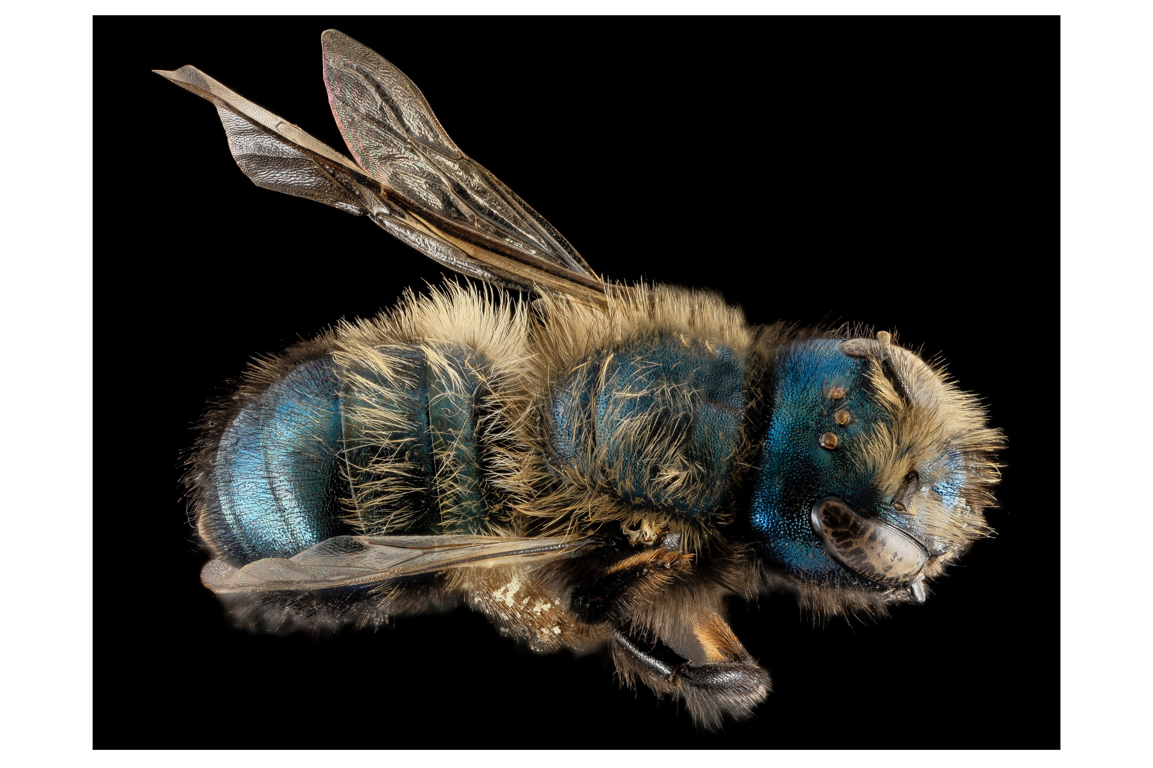 A Promising Backup to the Honeybee Is Shut Down | Scientific American