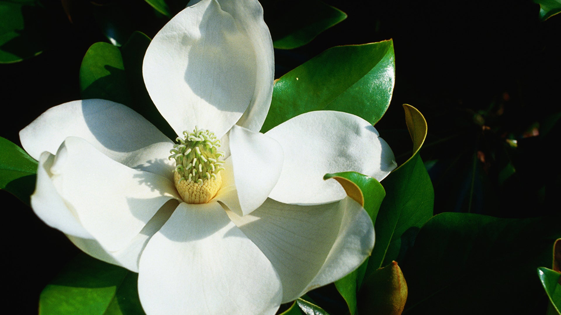 Revealed: The First Flower, 140-million Years Old, Looked Like a Magnolia |  Scientific American
