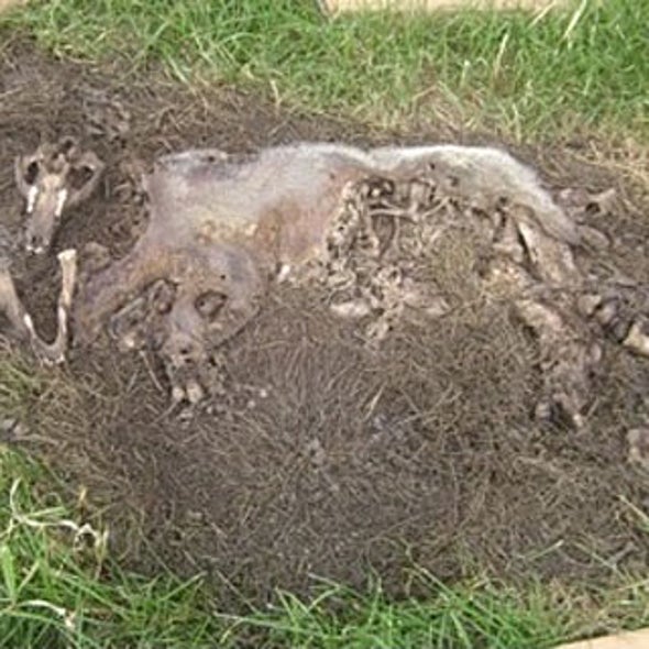 Making Chemical Scents of Decomposition