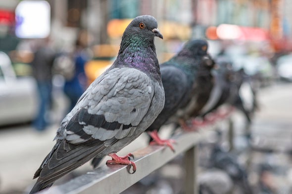 Boston's Pigeons Coo, 'Wicked'; New York's Birds Coo, 'Fuhgeddaboudit'