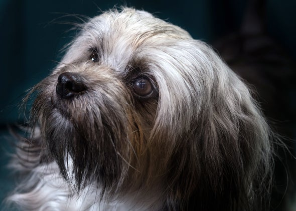 Dog Family Tree Reveals Hidden History of Canine Diversity