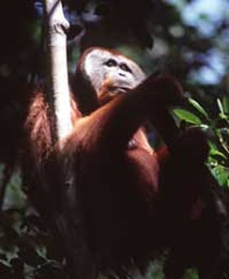The Cultured Orangutan