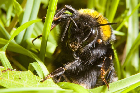 pix Real Cute Bumble Bee bumblebee queens prefer layovers to