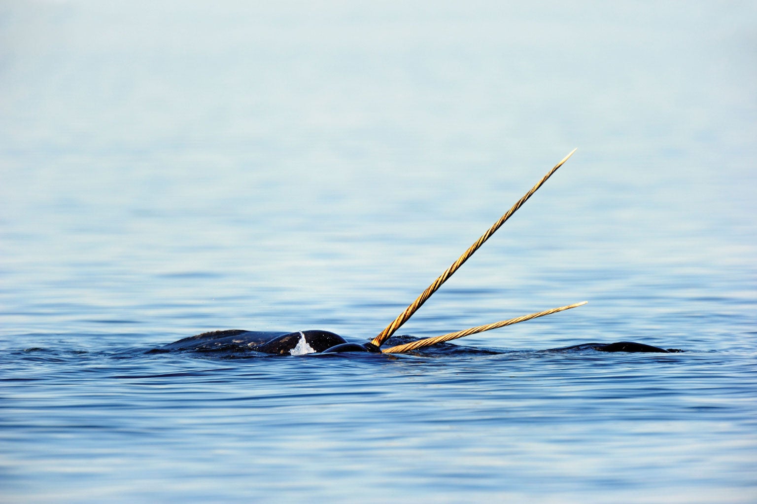 Photo of Narwhal Tusks Point