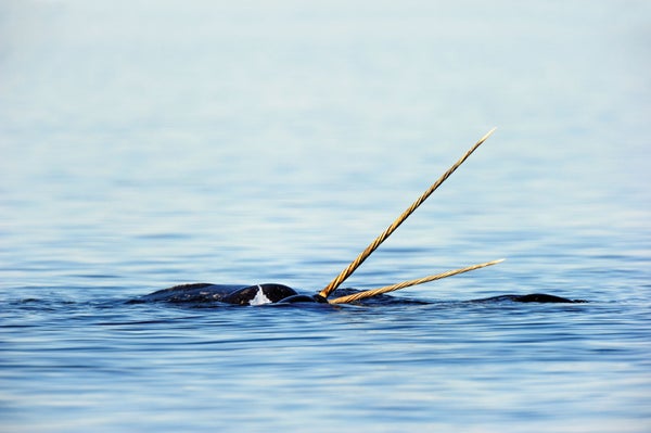 Narwhal in water.
