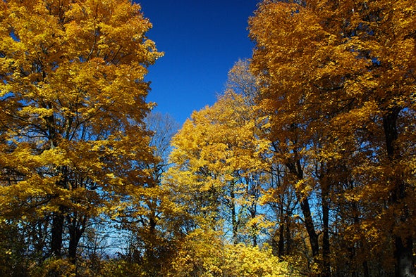 Trees in Eastern U.S. Head West as Climate Changes