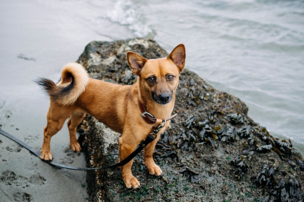 28 Stylish Dog Accessories We're Telling Everyone About