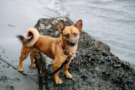 Cute mutt with curly tail.