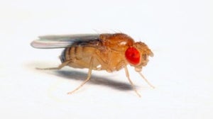 Scientists Fool Flies with 