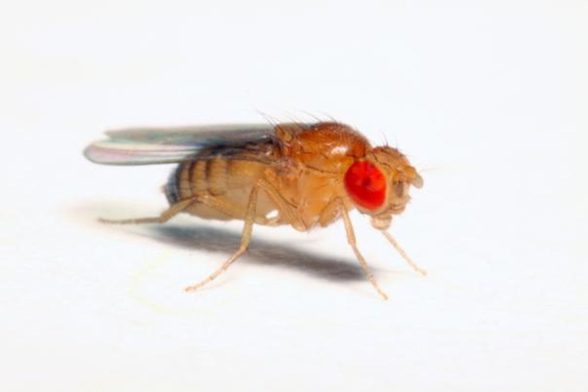 Scientists Fool Flies with 