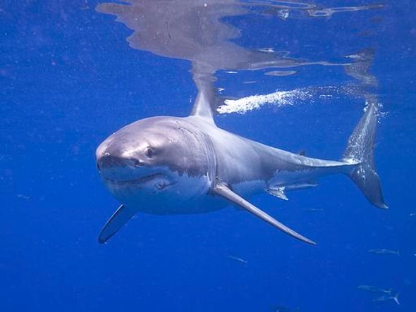New Shark Week Film Shows Rarely Seen Sharks of Cuba