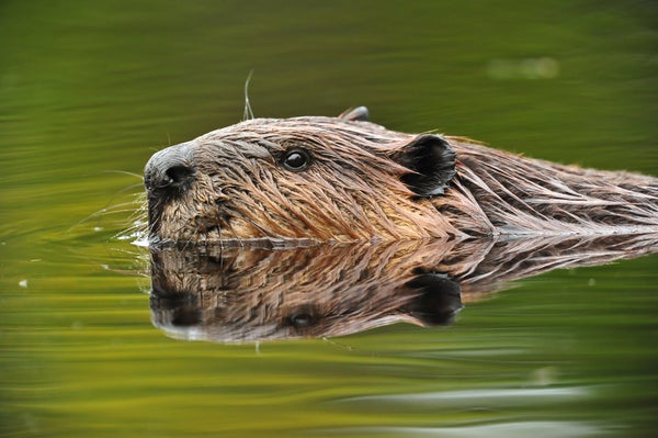 An eye-level view of a swimming American Beaver.