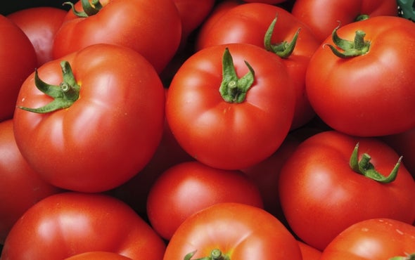 Traces of Pharmaceuticals Dwell in Wastewater-Grown Veggies