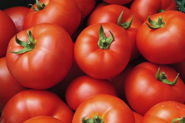 Traces of Pharmaceuticals Dwell in Wastewater-Grown Veggies