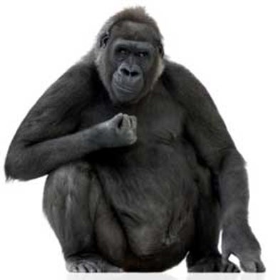 Human Malaria Parasite Arose from Gorillas, Not Chimps