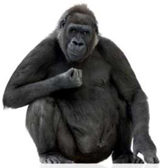 Human Malaria Parasite Arose from Gorillas, Not Chimps