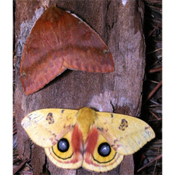 National Moth Week 2014