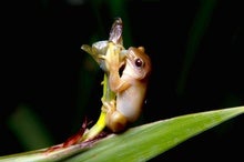 This Frog May Be the First Amphibian Known to Pollinate Flowers